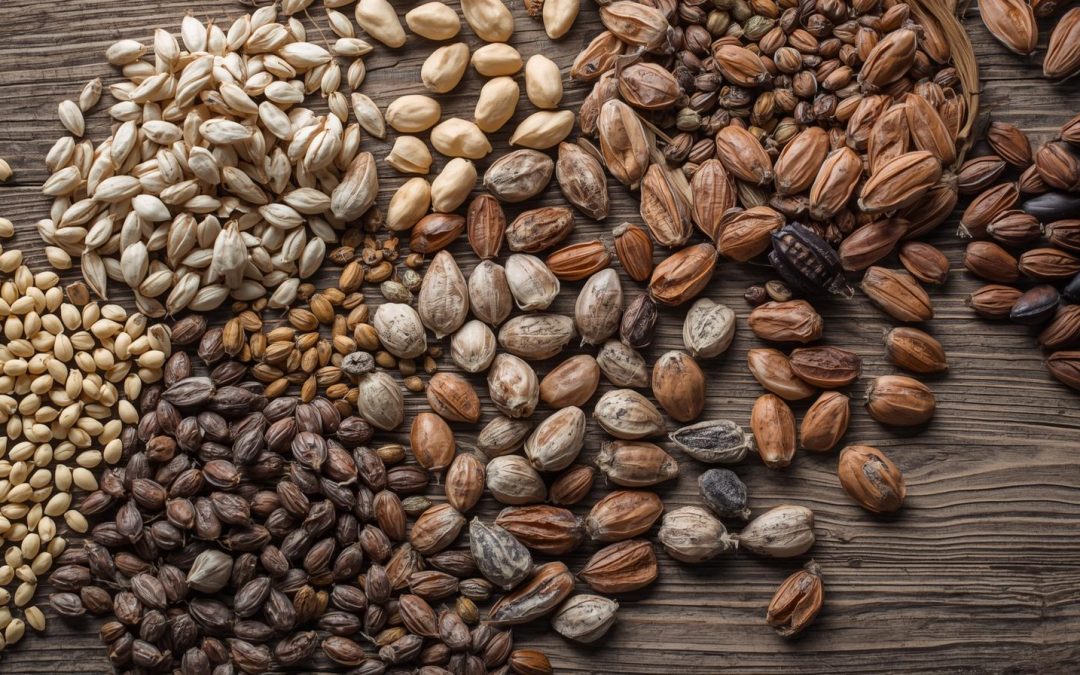 Dachsenhäuser Saatgutbibliothek wächst weiter