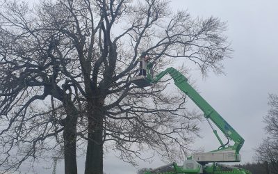 Pflegearbeiten am Naturdenkmal „Heiße Bäumchen“ gestartet