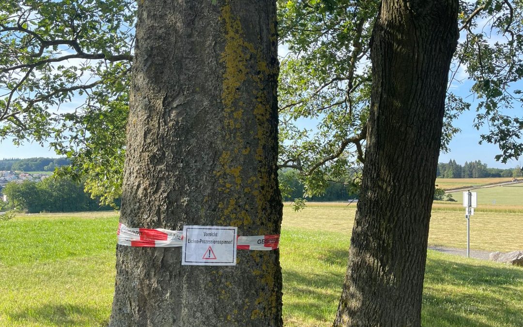 Eichenprozessionsspinner am Heisebäumchen entdeckt