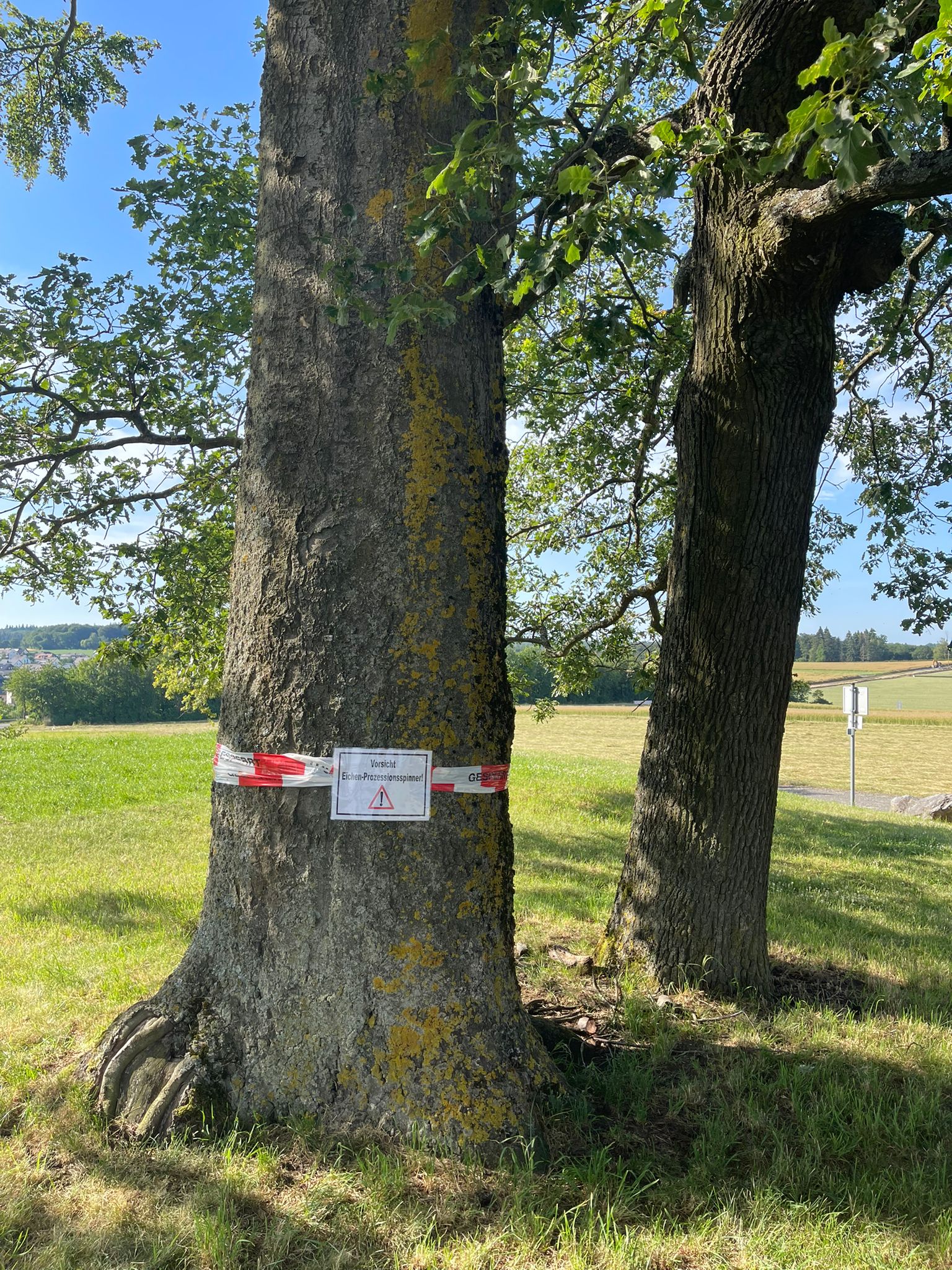 Eichenprozessionsspinner am Heisebäumchen entdeckt